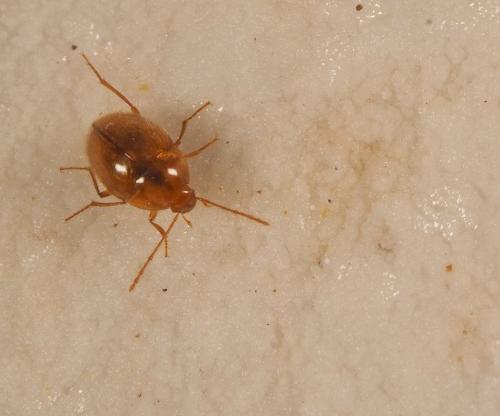 Réf. 191 343 : Speodiaetus bucheti